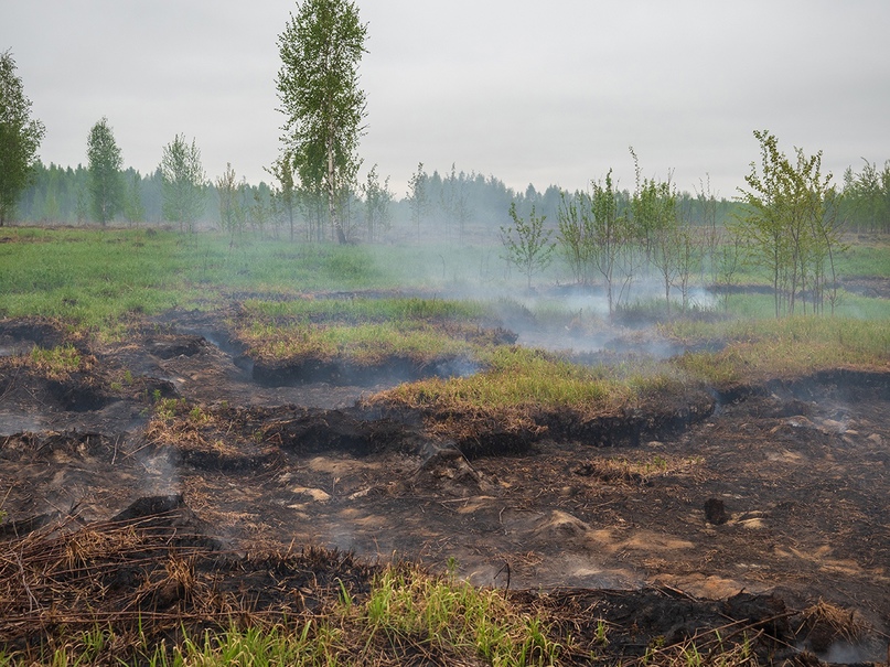 Войти в топь: российские болота могут спасти мир от глобального потепления