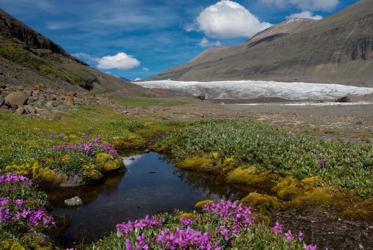 Возраст растений в Арктике оказался солиднее