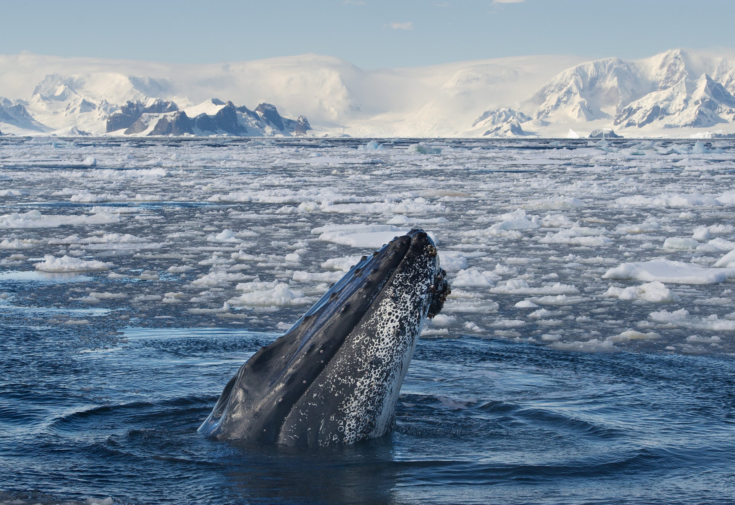 В национальном парке «Русская Арктика» отметят Всемирный День китов и дельфинов