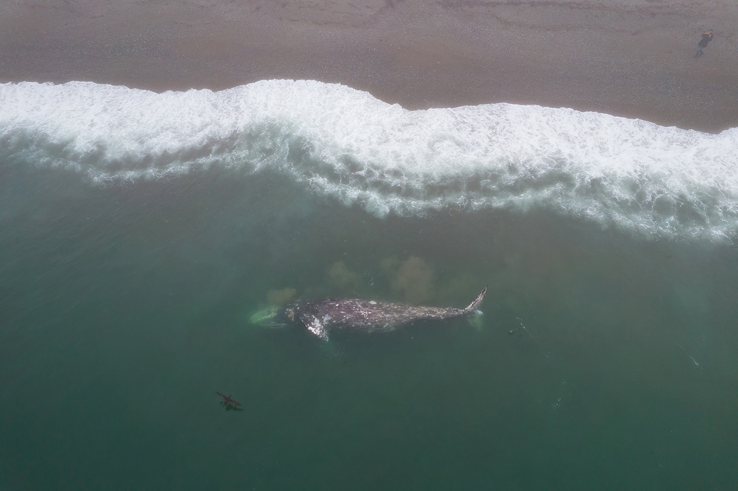 Исследования китообразных при поддержке фонда «Возрождение природы» продолжатся в проливе Сенявина