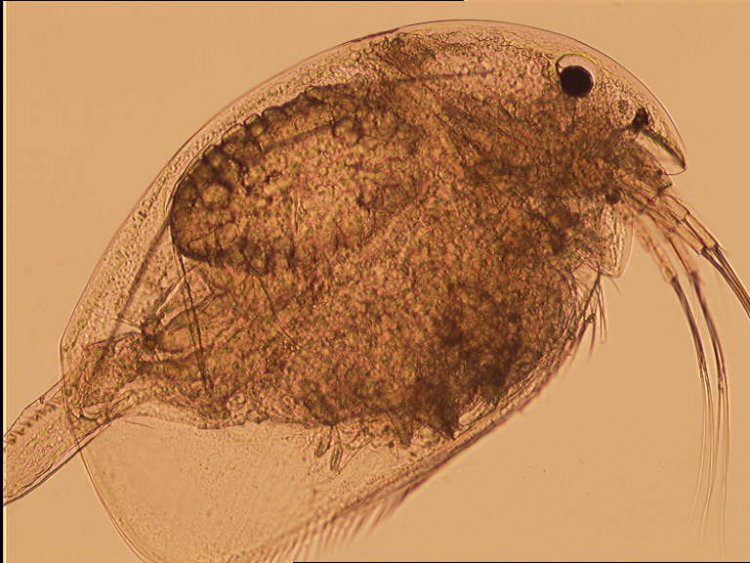 Выполнена первая оценка пресноводного планктона в озерах за Полярным кругом