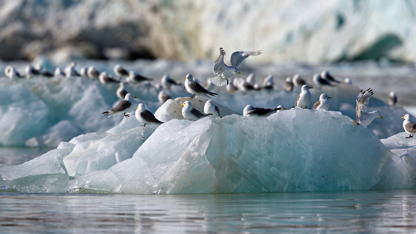 Атлас обитания морских птиц Арктики представили в Москве