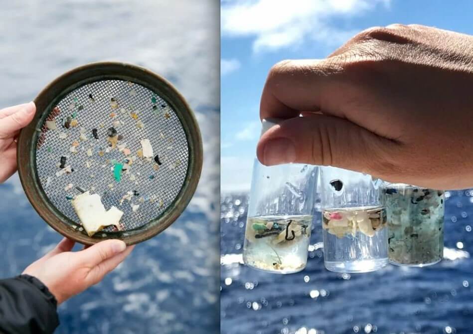 Рыбу с микропластиком рассчитывают найти учёные в Арктике