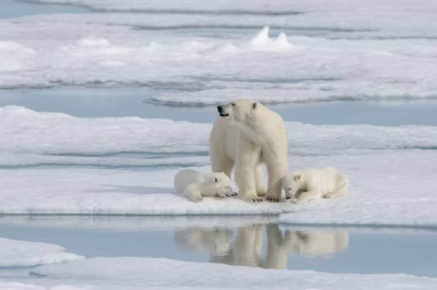 Российские учёные посчитают белых медведей с помощью “Орланов”