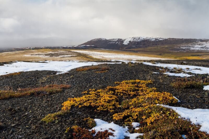 Экологию Арктики цифровизируют