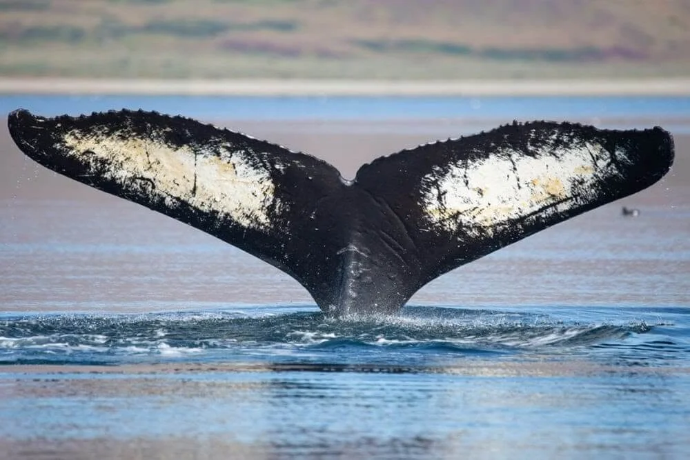 На Чукотке резко увеличилась популяция горбатых китов