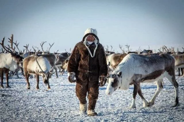 Молодые оленеводы Якутии получат по миллиону рублей