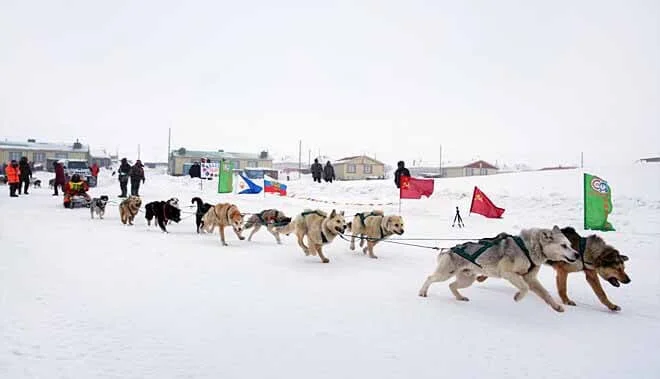 В Арктике стартовала гонка на собачьих упряжках “Надежда – 2024”