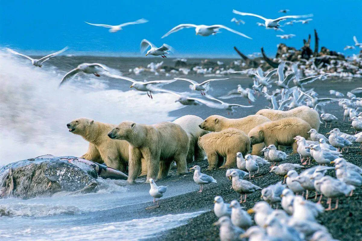 В арктической зоне Якутии обнаружены нетипичные виды животных