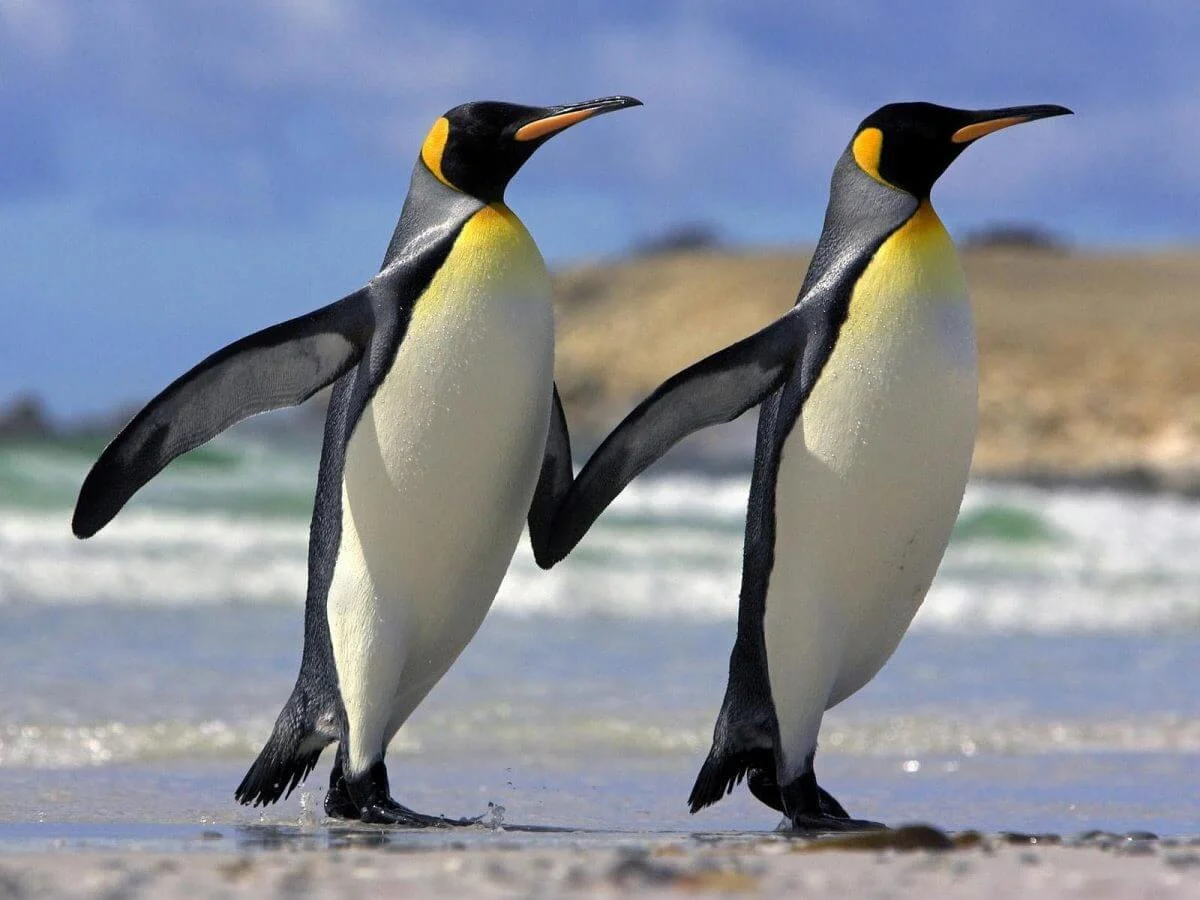 Пингвины поселятся в Якутии