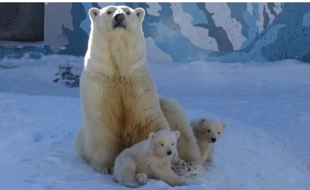 Белым медвежатам из якутского зоопарка выбрали имена