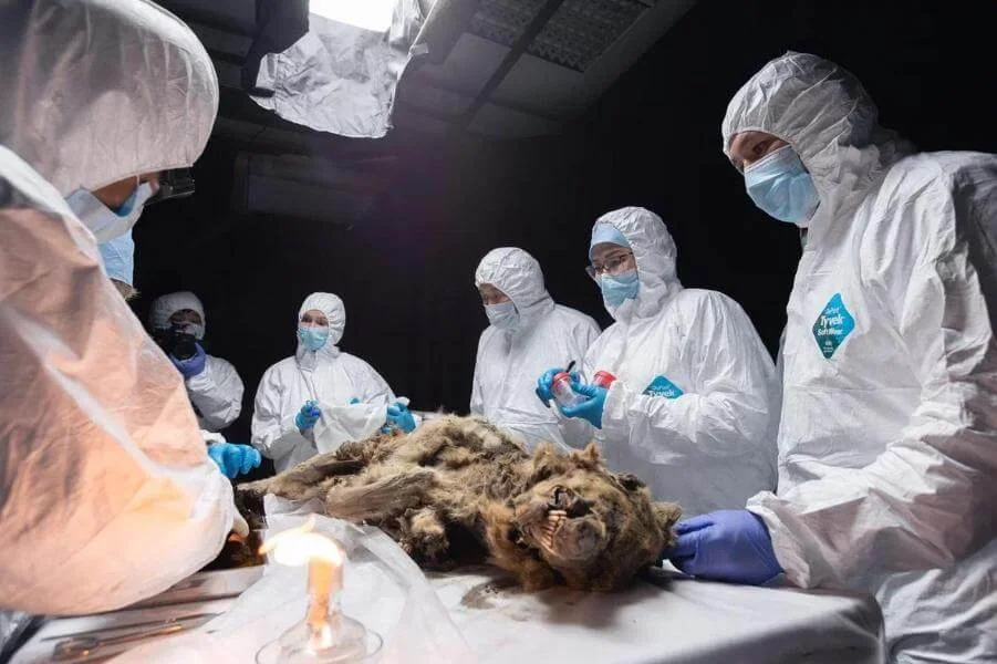 В России провели аутопсию древнего волка возрастом более 44 тысяч лет