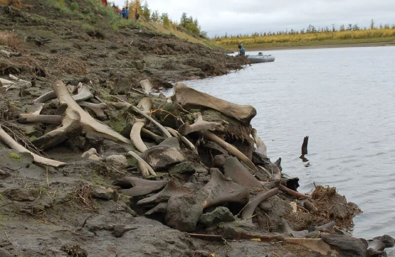 Российские учёные выяснили происхождение тысяч костей мамонтов в Якутии
